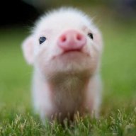 Pigzag