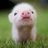 Pigzag